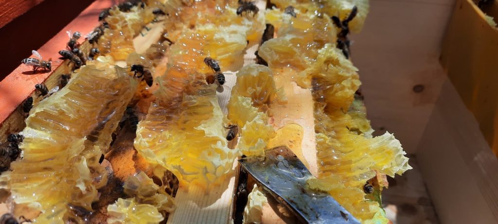 Miere rapiță 500g